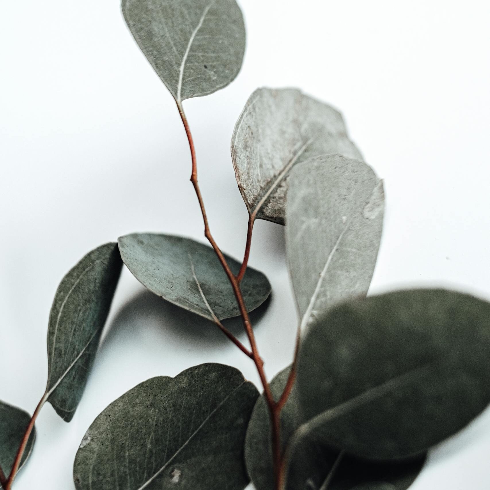 A detailed close-up of eucalyptus leaves on a white background displaying minimalist plant photography.