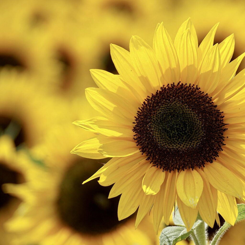 Close-up of a bright sunflower in a sunlit field, showcasing vibrant yellow petals and lush growth.