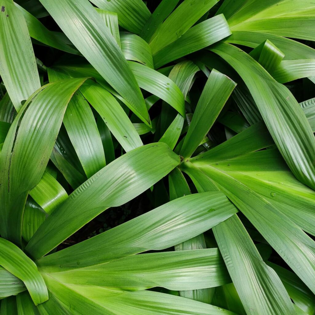 Close-up of vibrant pandan leaves showcasing lush green patterns, perfect for tropical garden themes.