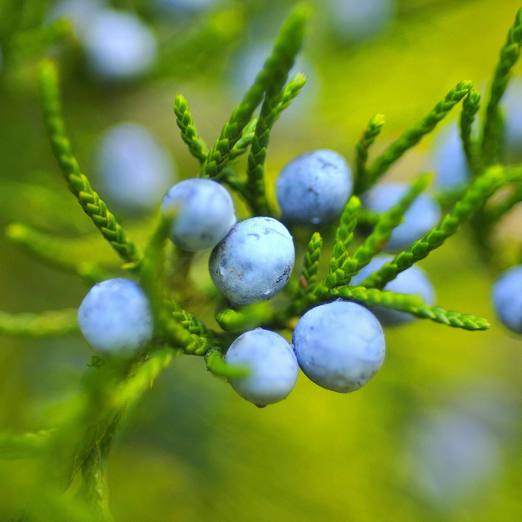 Macro shot of vivid blue juniper berries on a lush green branch.