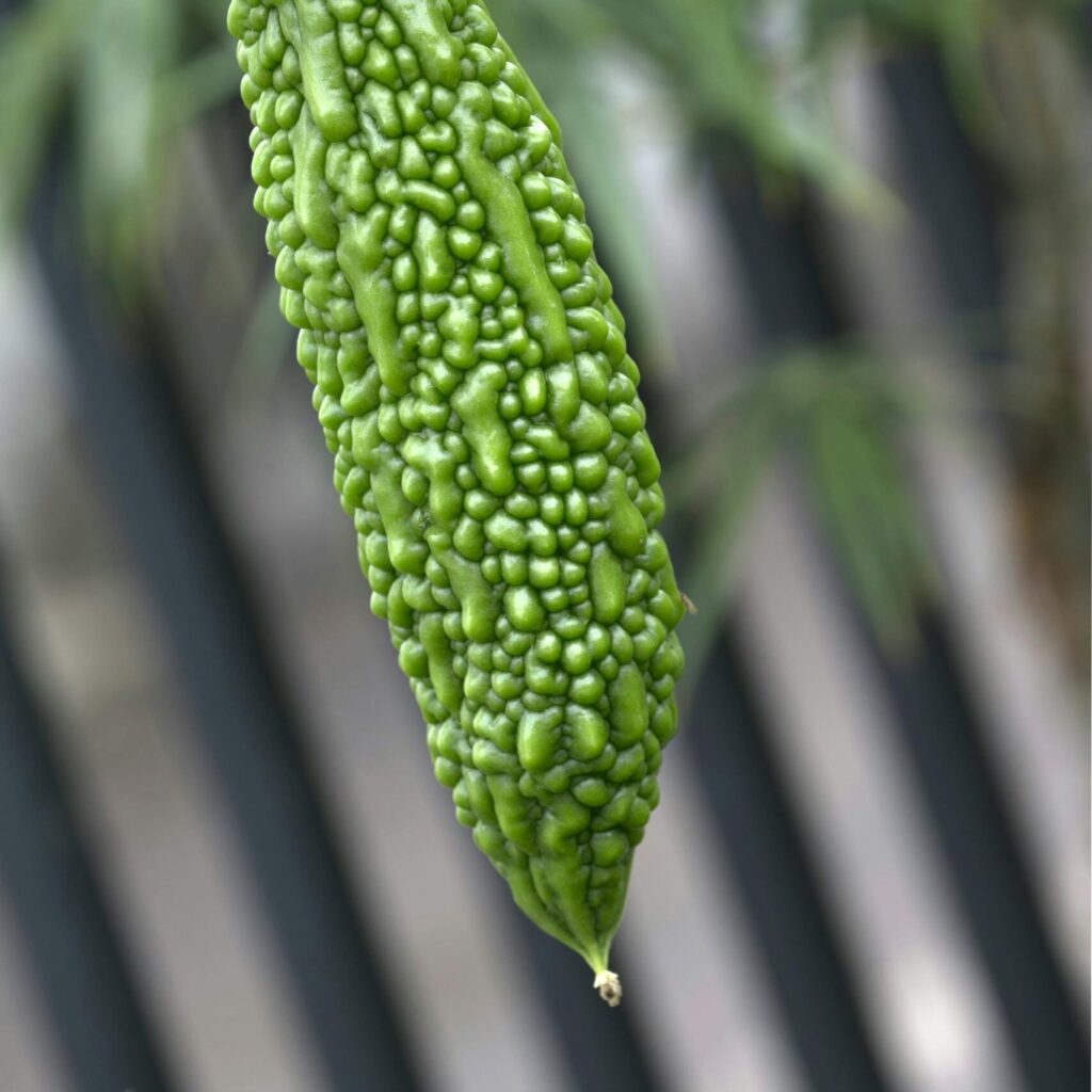 Vertical close-up shot of a nutritious green bitter melon hanging in a garden setting.