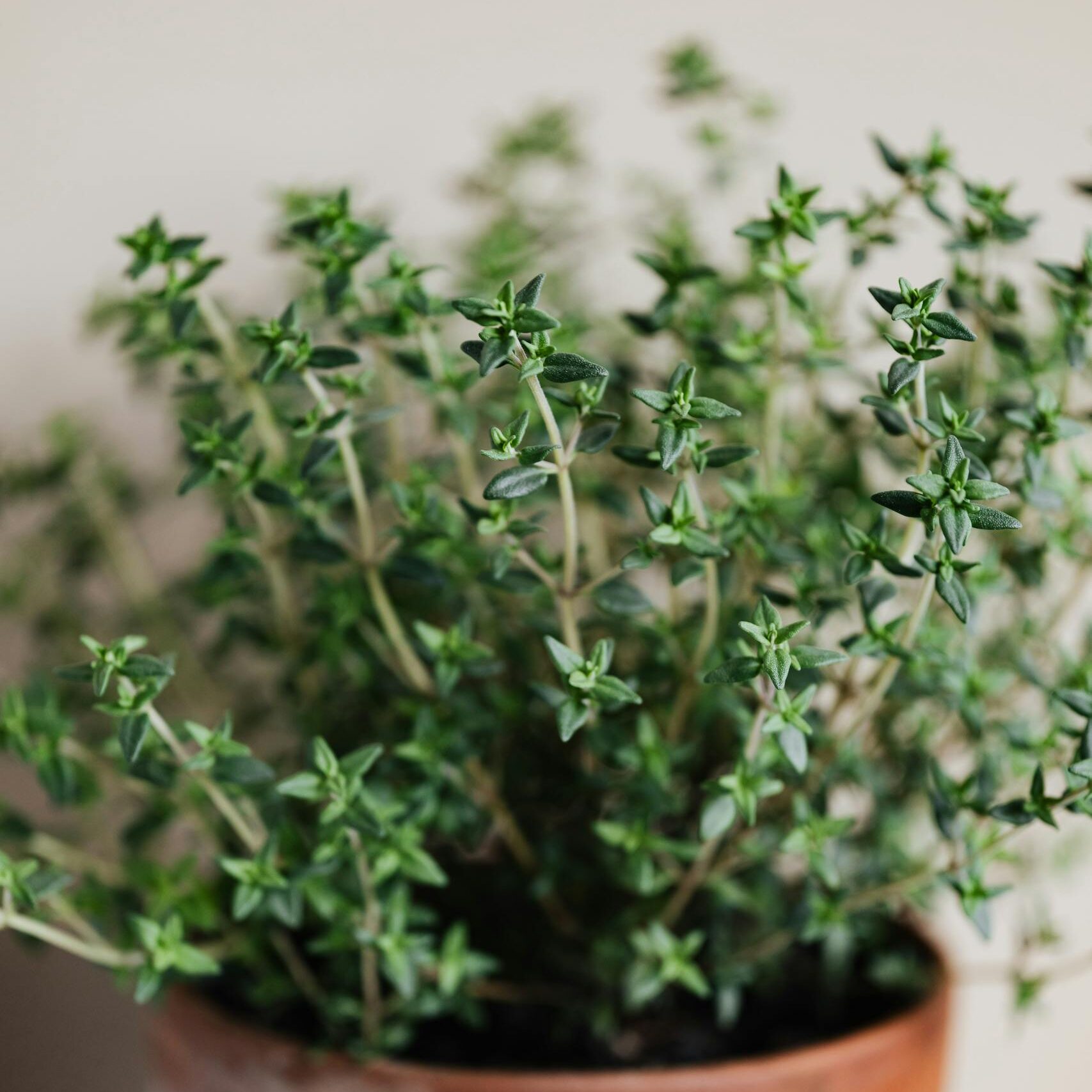 Vibrant thyme plant in a rustic terracotta pot placed indoors with a soft blurred background.